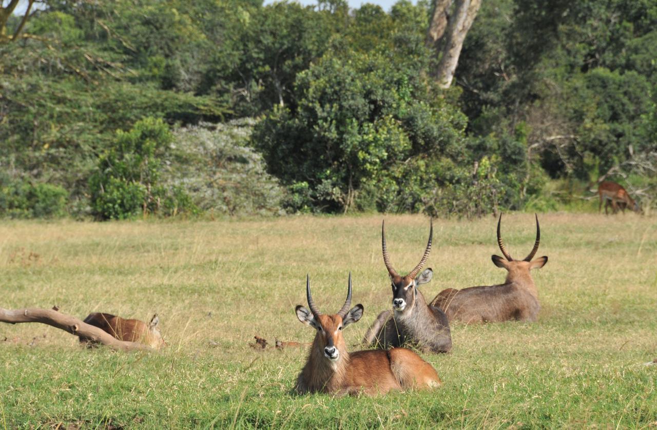 Sweetwaters Serena Camp Nanyuki Exterior foto