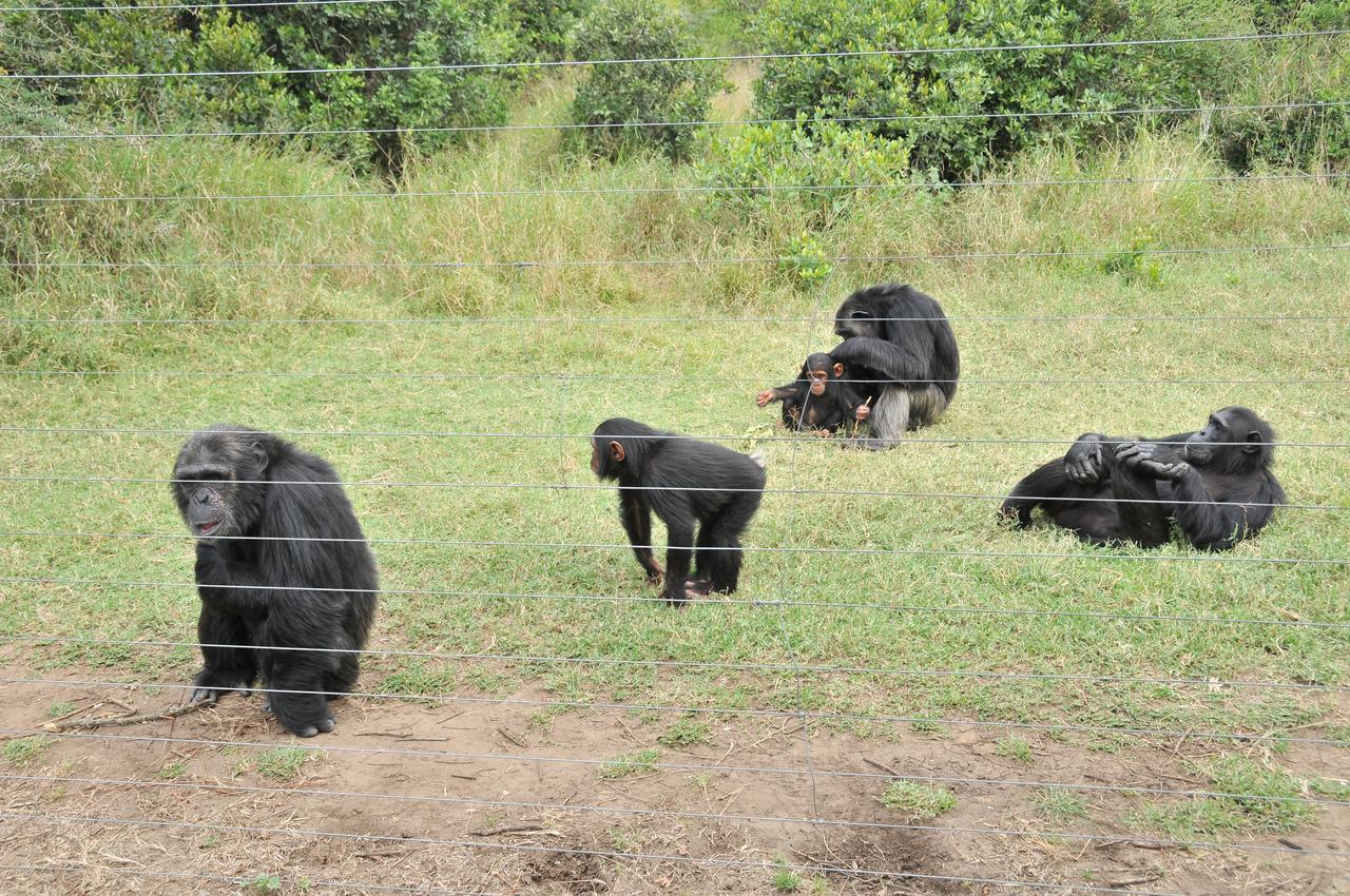 Sweetwaters Serena Camp Nanyuki Exterior foto
